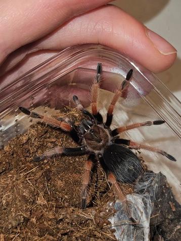Brachypelma boehmei couple! 2,5 cm lichamlengte  beschikbaar voor biedingen