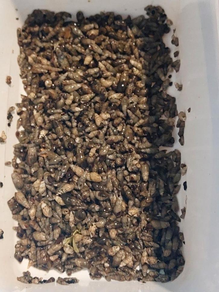 Gratis slakjes voor zoetwateraquaria, ook onverwarmd, Dieren en Toebehoren, Vissen | Aquariumvissen, Zoetwatervis, Slak of Weekdier