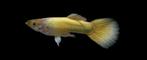 Guppy gold, Dieren en Toebehoren, Vis, Zoetwatervis
