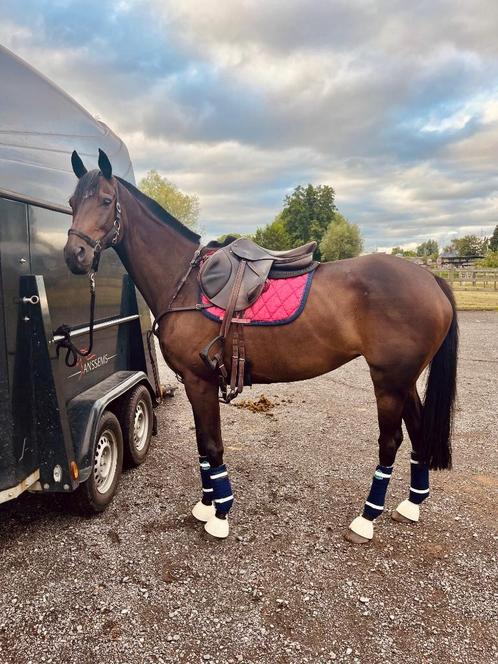 Half-pension gezocht voor knappe merrie, Dieren en Toebehoren, Paarden, Merrie, 160 tot 165 cm, 11 jaar of ouder, Met stamboom