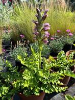 Acanthus, Tuin en Terras, Planten | Tuinplanten, Ophalen