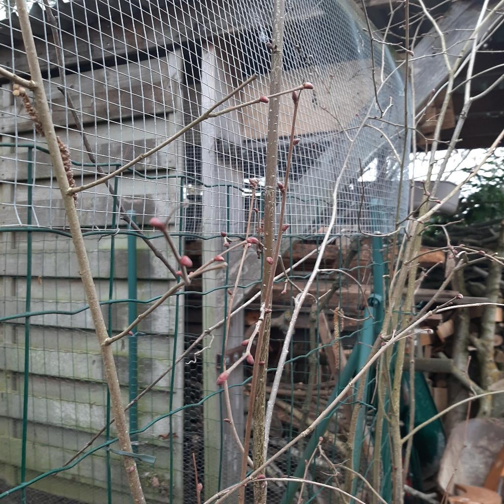 Rode hazelaar, Overige soorten, Lente, 250 tot 400 cm, Ophalen