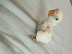 Dwergpapegaai, Dieren en Toebehoren, Meerdere dieren, Dwergpapegaai of Agapornis, Geringd