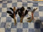 Bucephlandra Sparking, Ophalen of Verzenden, Nieuw, Plant(en), Steen of Hout