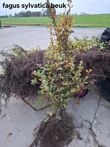 Fagus sylvatica beuk! beschikbaar voor biedingen