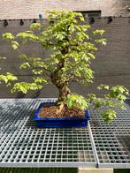 Acer Buergerianum bonsai, Ophalen