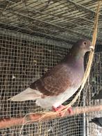 Visite de l'exposition belge sur les pigeons, Plusieurs animaux, Pigeon voyageur