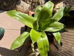 Florida Planten in cache-pot, Huis en Inrichting, Ophalen of Verzenden, In pot, Volle zon