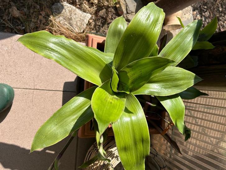 Florida Planten in cache-pot, Huis en Inrichting, Kamerplanten, Volle zon, In pot, Ophalen of Verzenden