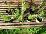 Lavendelplanten, Volle zon, Vaste plant, Zomer, Ophalen