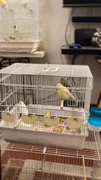 10 beaux canaris mâles, Dieren en Toebehoren, Ophalen, Gebruikt