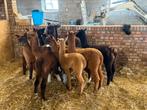 Alpaca veulens te koop, Dieren en Toebehoren