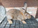 Konijn ram, Dieren en Toebehoren