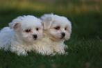 Maltezer Mini, puppy, eigen kweek, CDV (hondenziekte), Meerdere, Maltezer, 8 tot 15 weken