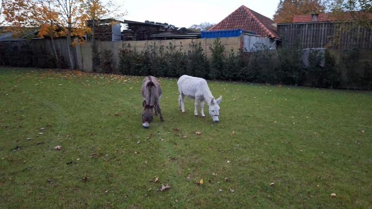 2 mini ezel (ezels), Dieren en Toebehoren, Overige Dieren, Meerdere dieren, Juni