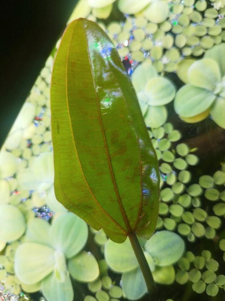 Echinodorus aquariumplant, Dieren en Toebehoren, Vissen | Aquaria en Toebehoren, Zo goed als nieuw, Ophalen