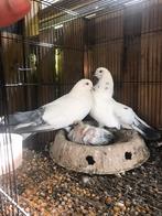 IRAQI duiven Bieden 0465795981, Animaux & Accessoires, Oiseaux | Pigeons