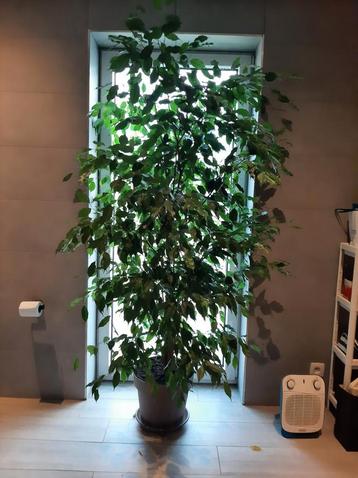 Ficus Benjamina 