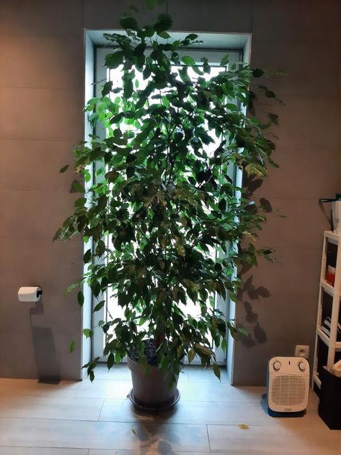 Ficus Benjamina, Maison & Meubles, Accessoires pour la Maison | Plantes & Fleurs artificielles, Comme neuf, Enlèvement