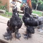 Brahma kuikens