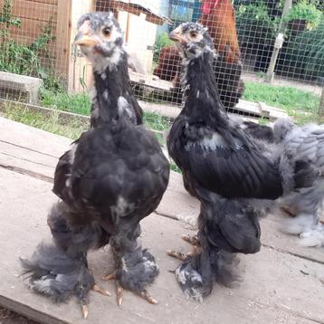 Brahma kuikens beschikbaar voor biedingen