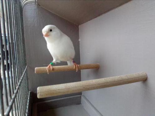 Witte superzanger !, Dieren en Toebehoren, Vogels | Kanaries