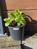 4 jeunes plants d'HORTENSIA de couleur rouge, Tuin en Terras, Vaste plant, Halfschaduw, Zomer, Ophalen