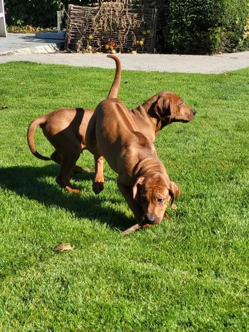 Rhodesian Ridgeback pups 