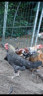 Haantjes Olive Egger