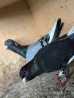 Adana en couple, Animaux & Accessoires, Oiseaux | Pigeons