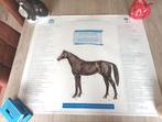 Poster Lichaamsstreken paard (Anatomie diergeneeskunde), Ophalen, Zo goed als nieuw