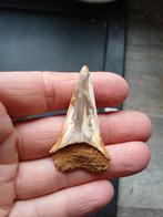 Isurus hastalis haaientand, Enlèvement ou Envoi