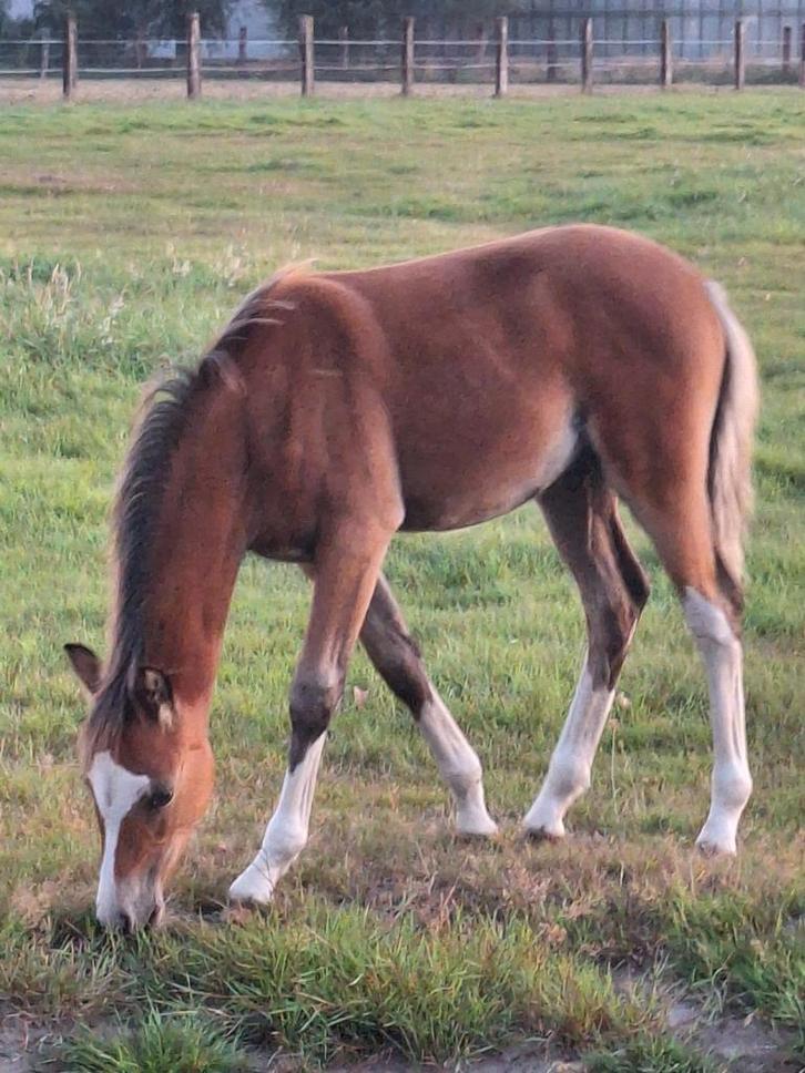 Heel mooi zeer goed bewegend welsh b hengstveulen, Dieren en Toebehoren, Paarden, Hengst, Onbeleerd, Minder dan 160 cm, 0 tot 2 jaar