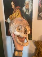 Schedel mens, Antiek en Kunst, Verzenden