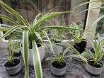 Chlorophytum stekjes, Huis en Inrichting, Kamerplanten, Ophalen