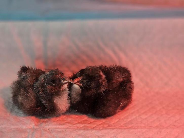 Laatste broedeieren !!!, Dieren en Toebehoren, Pluimvee, Kip