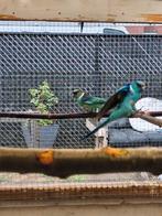 Koppel barnard parkieten, Dieren en Toebehoren, Vogels | Parkieten en Papegaaien