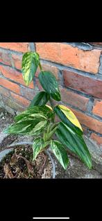 Monstera Standleyana Aurea Variegata Stek, Ophalen of Verzenden