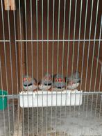 Zebravinken, Dieren en Toebehoren, Vogels | Overige Vogels, Meerdere dieren, Tropenvogel, Geringd