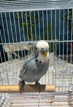 Perruche mâle, Mâle, Perruche