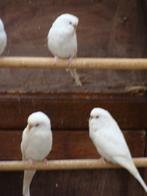 Albino grasparkieten, Dieren en Toebehoren