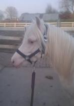 Welsh A pony hengst stamboom, Dieren en Toebehoren, Pony's, 0 tot 2 jaar, Hengst, A pony (tot 1.17m), Onbeleerd