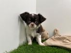 Langharige Chihuahua pups, Dieren en Toebehoren, België, 8 tot 15 weken, Parvo, Meerdere