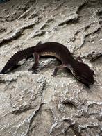 Geckos Leopard, Animaux & Accessoires, Lézard, 0 à 2 ans