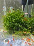 Crevettes Red Cherry, Offres d'emploi, Emplois | Horeca & Traiteurs