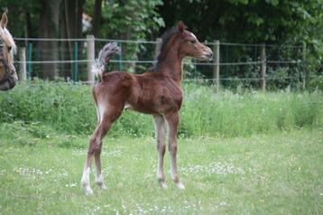 Uniek mooi Top D pony Hengstveulen ! beschikbaar voor biedingen