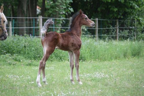Uniek mooi Top D pony Hengstveulen !, Dieren en Toebehoren, Pony's, Hengst, Onbeleerd, D pony (1.37m tot 1.48m), Dressuurpony