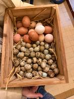 kwartels broedeieren, Dieren en Toebehoren, Geslacht onbekend