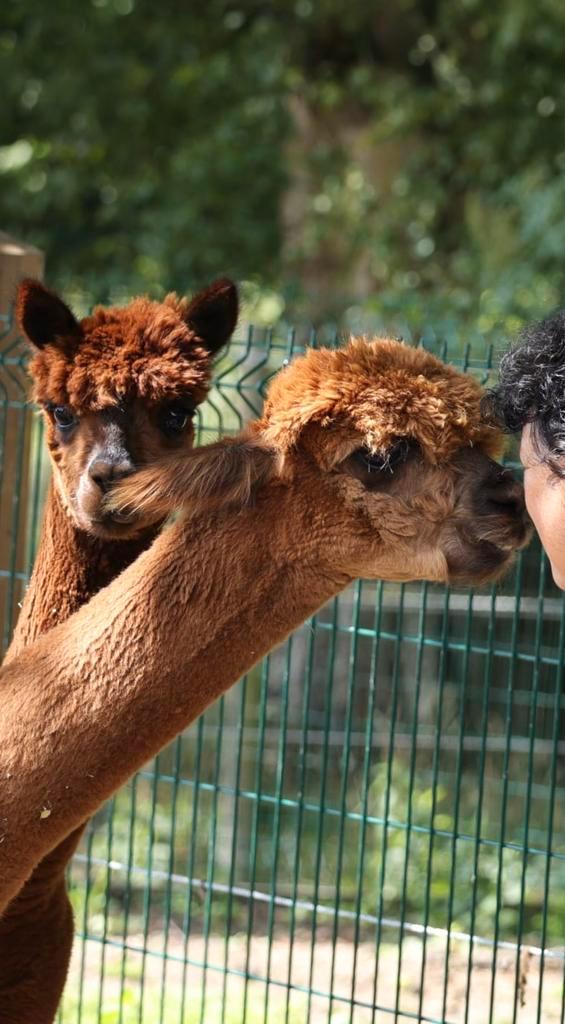 Alpaca Hengsten te koop, Dieren en Toebehoren, Overige Dieren, Mannelijk, Mei