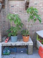 GEURIGE ROZE DATURAPLANTEN, Vaste plant, Halfschaduw, Zomer, Ophalen